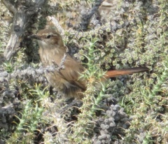 Ochetorhynchus phoenicurus