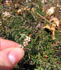 Calluna vulgaris