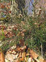 Calluna vulgaris