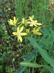 Triteleia ixioides scabra