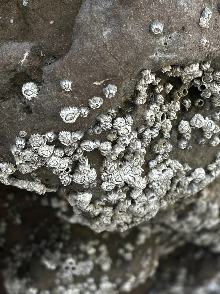 Chthamalus anisopoma