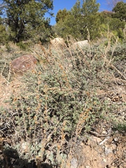 Artemisia arbuscula
