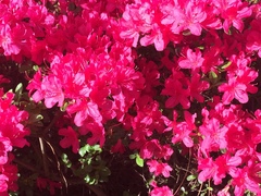 Rhododendron simsii