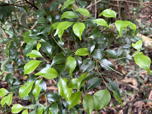 Symplocos shilanensis observed 2026-05-01