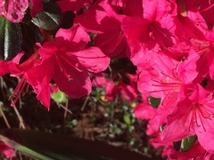 Rhododendron simsii