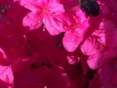 Rhododendron simsii