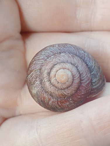 Pommerhelix monacha observed 2026-05-01