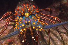 Panulirus inflatus