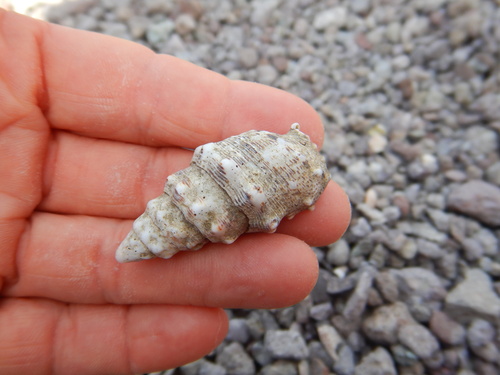 Cerithium maculosum observed 2026-04-26