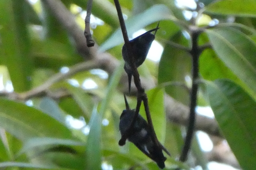 Cuban Emerald