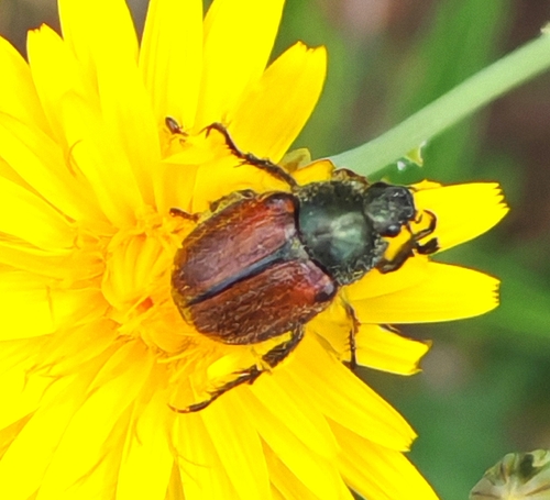 Blitopertha arenaria