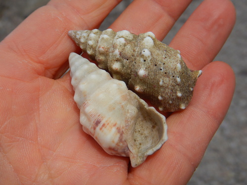 Cerithium maculosum observed 2026-04-26