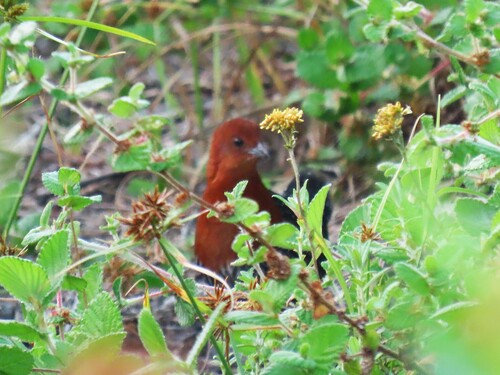 Red-chested Flufftail (Sarothrura rufa)