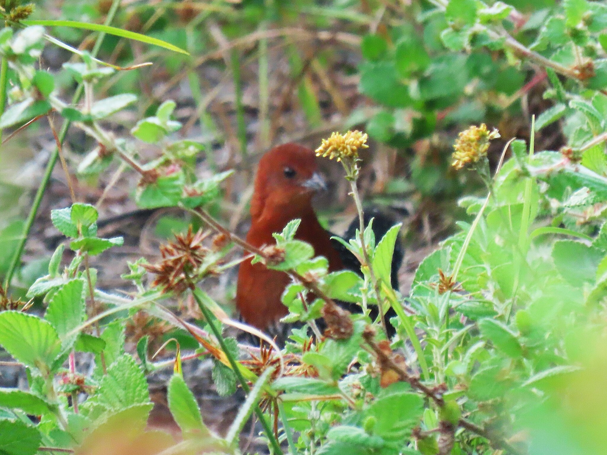 Red-chested Flufftail (Sarothrura rufa), photo 1