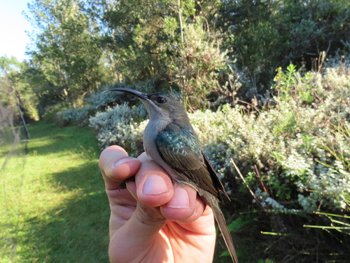 Grey Sunbird (Cyanomitra veroxii), photo 3