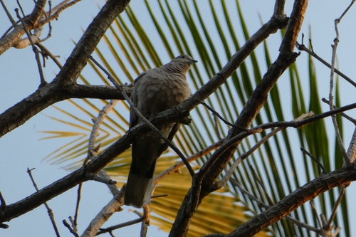 Eurasian Collared-Dove