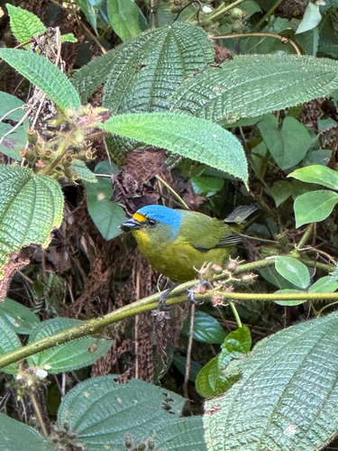Lesser Antillean Euphonia (Chlorophonia flavifrons), photo 4