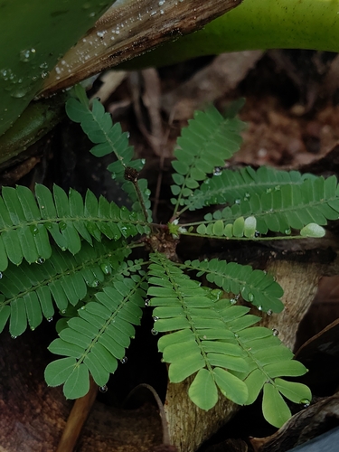 Biophytum sensitivum, photograph 2