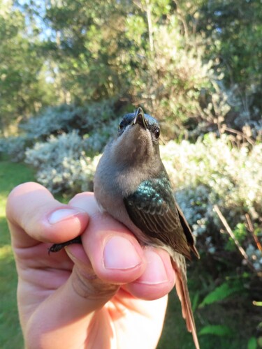 Grey Sunbird (Cyanomitra veroxii), photo 4