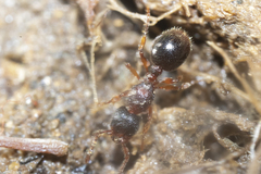 Myrmecina americana