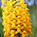 Yellow Fringeless Orchid - Photo (c) NC Orchid, some rights reserved (CC BY-NC)