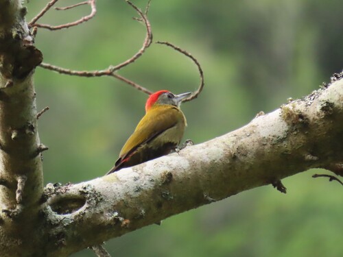 Olive Woodpecker (Dendropicos griseocephalus), photo 6