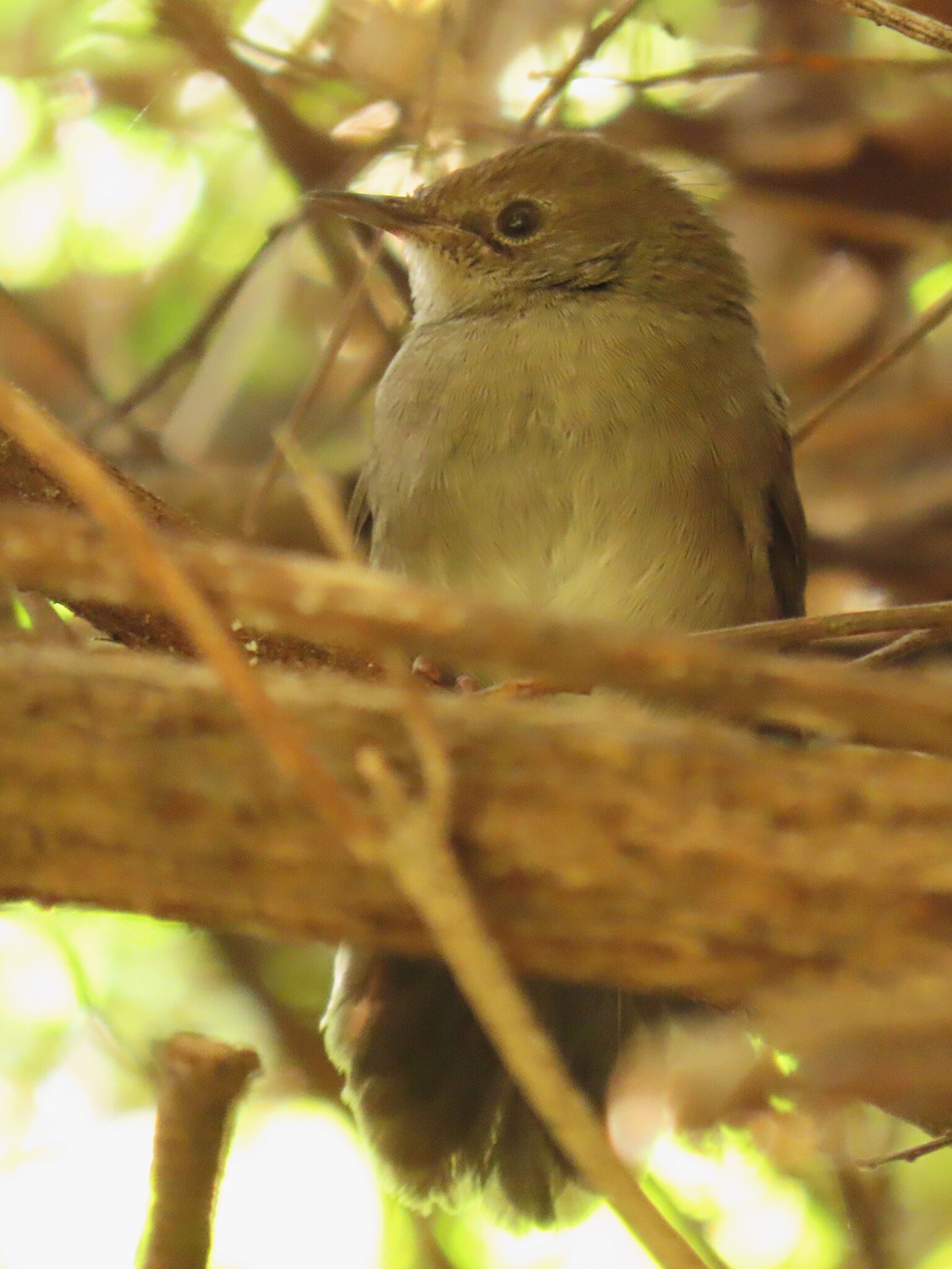 Knysna Warbler (Bradypterus sylvaticus), photo 2