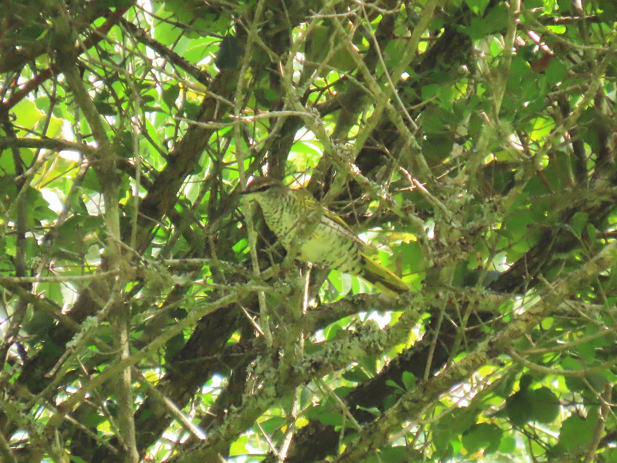 Black Cuckooshrike (Campephaga flava), photo 8