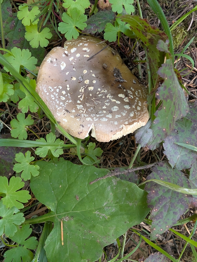 Amanita pantherinoides · April 2026 · photo: © drew_meyer (iNaturalist, cc0)