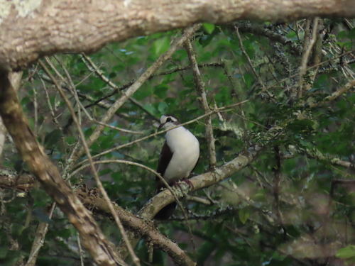 Tambourine Dove (Turtur tympanistria), photo 9