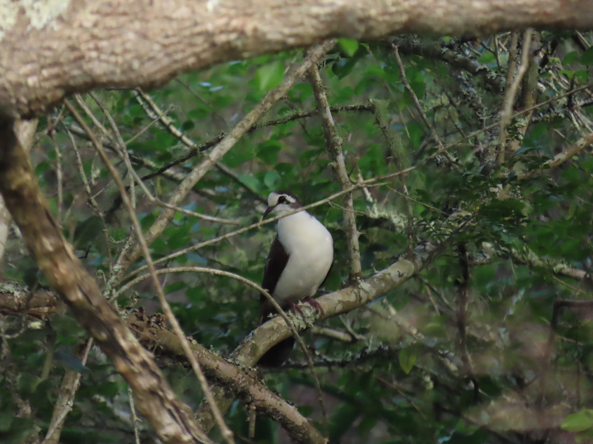 Tambourine Dove (Turtur tympanistria), photo 4
