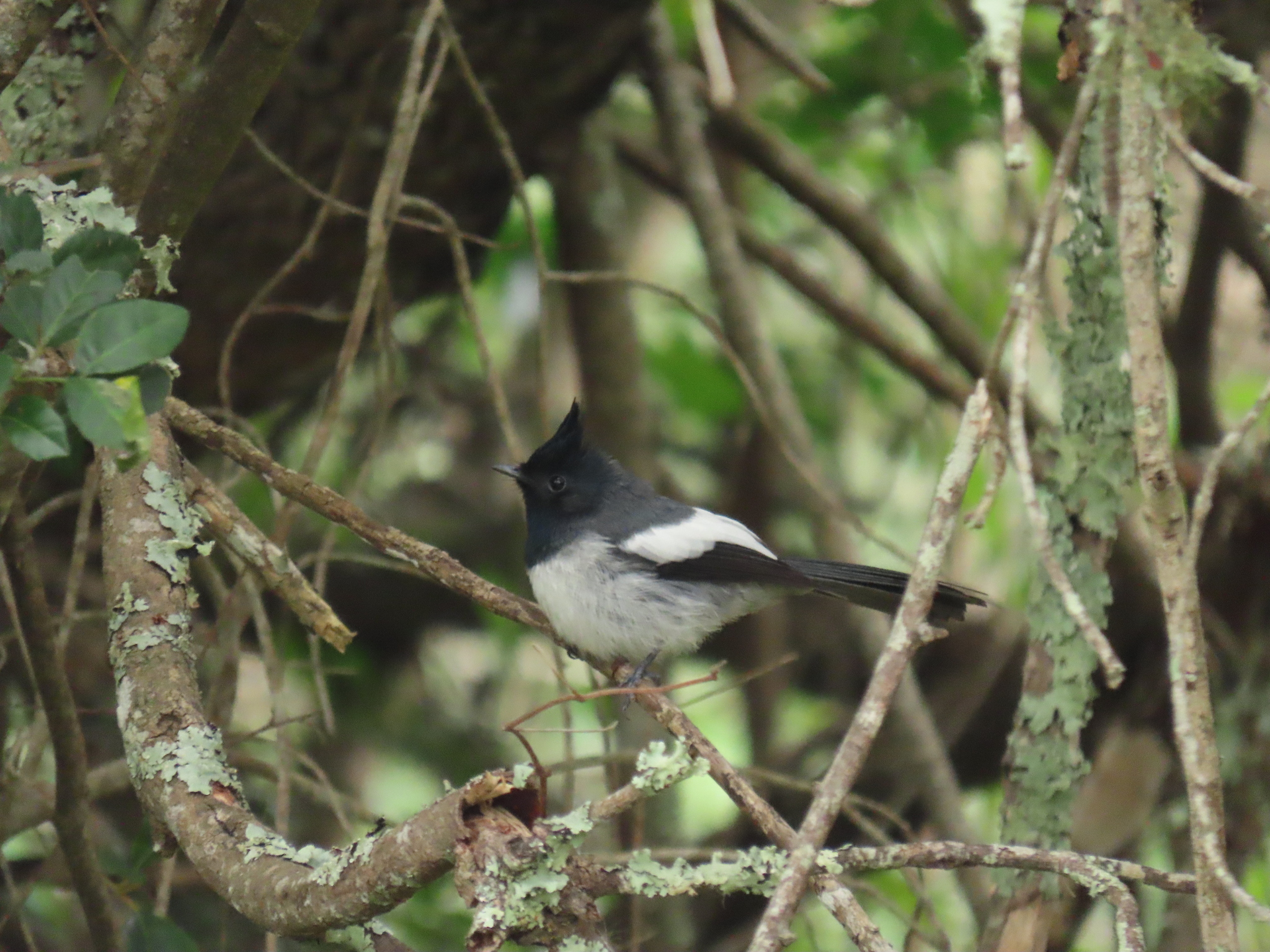 Blue-mantled Crested Flycatcher (Trochocercus cyanomelas), photo 2
