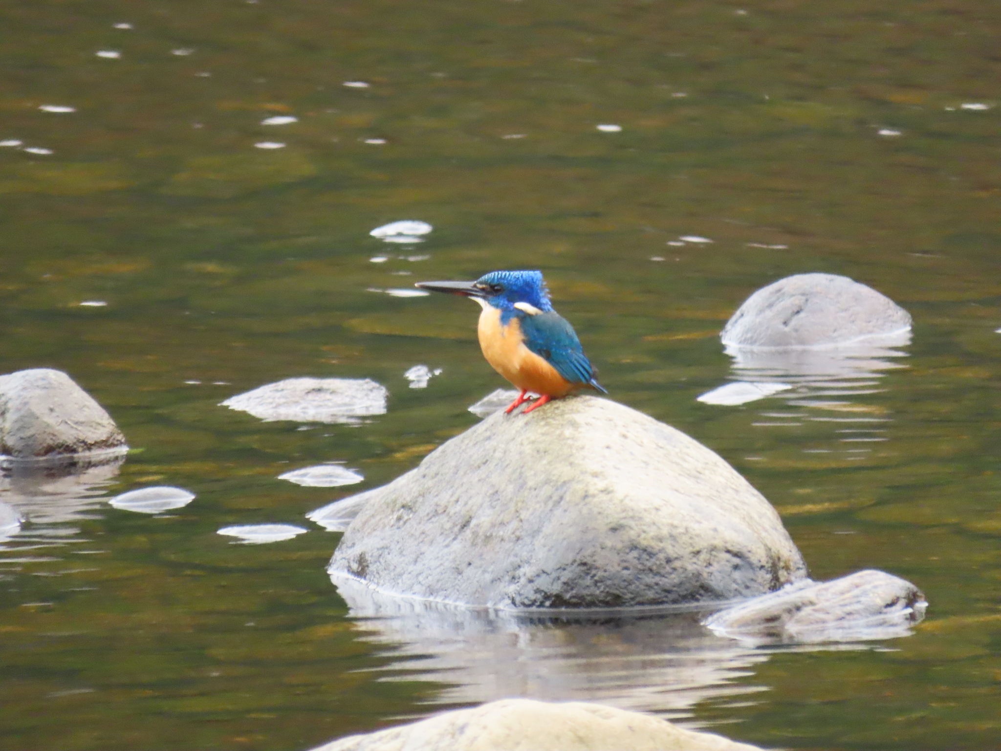 Half-collared Kingfisher (Alcedo semitorquata), photo 6