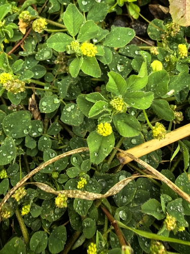 Black Medick