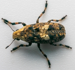 Euparius