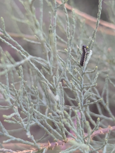 Northern Tamarisk Beetle photo 3