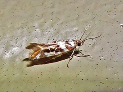 Aristotelia elegantella