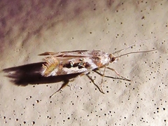 Aristotelia elegantella