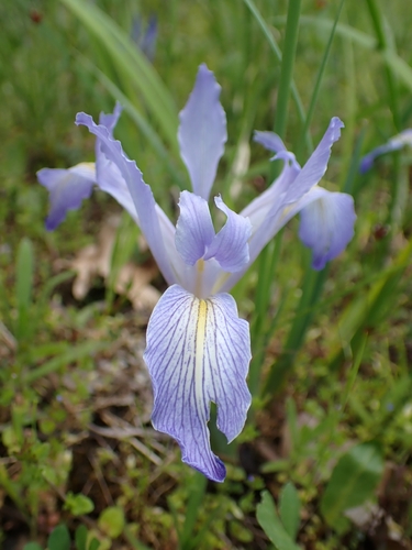 Iris macrosiphon, photograph 6