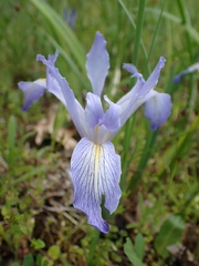 Iris macrosiphon, photograph (c) Hank Raizen, some rights reserved (CC BY)