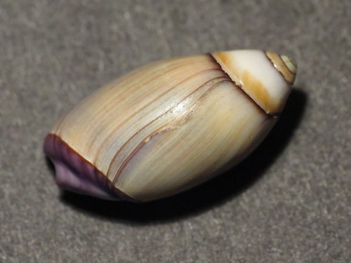 Purple Olive Snail