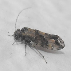 Myopsocus
