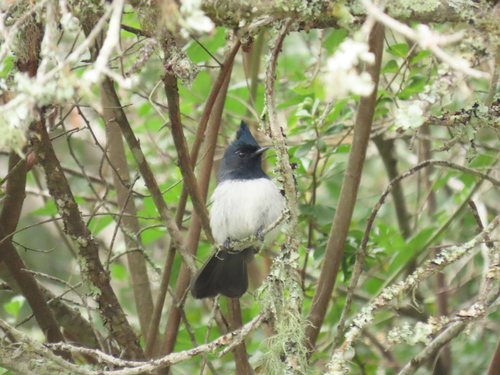 Blue-mantled Crested Flycatcher (Trochocercus cyanomelas), photo 4