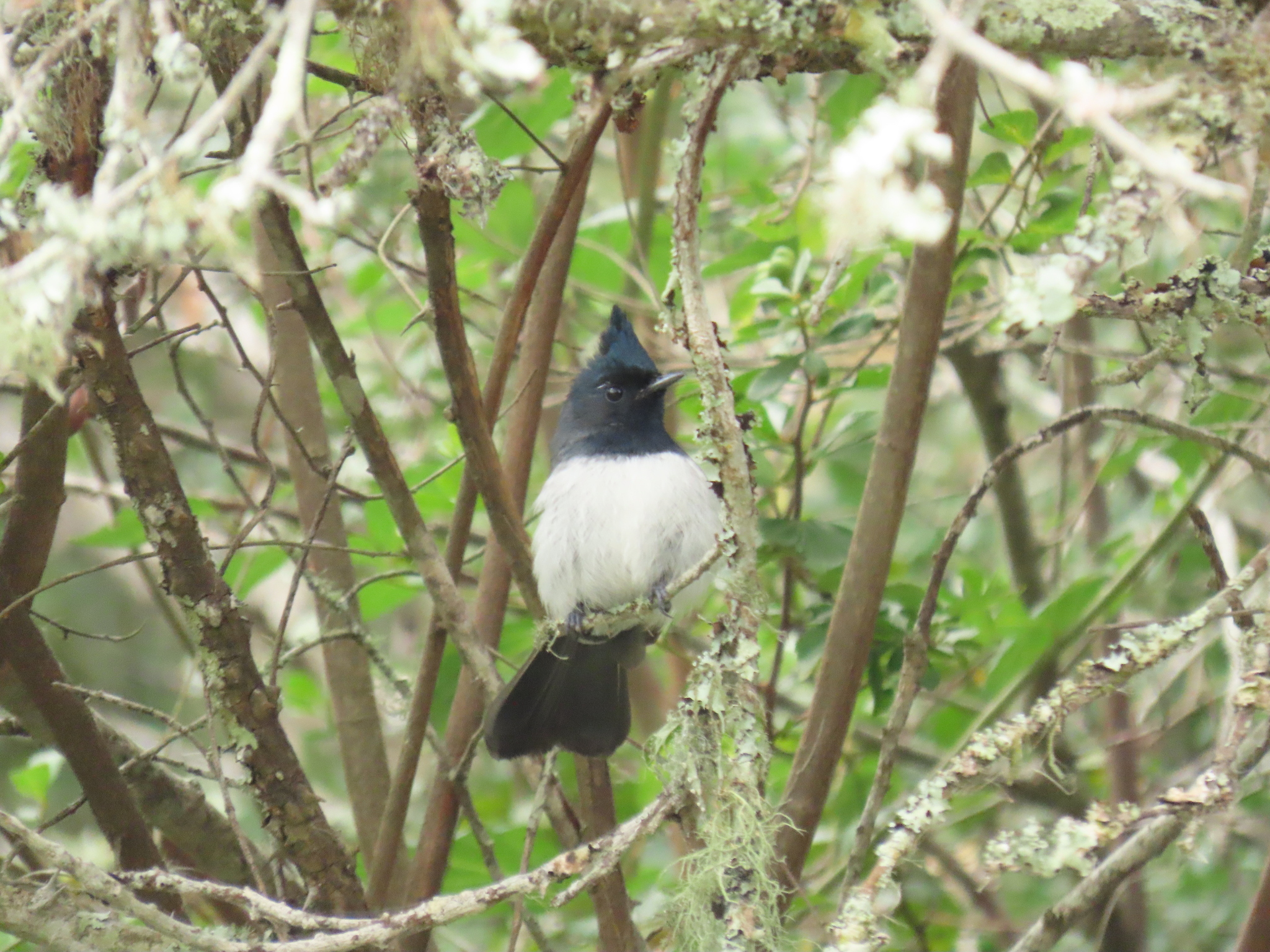 Blue-mantled Crested Flycatcher (Trochocercus cyanomelas), photo 7