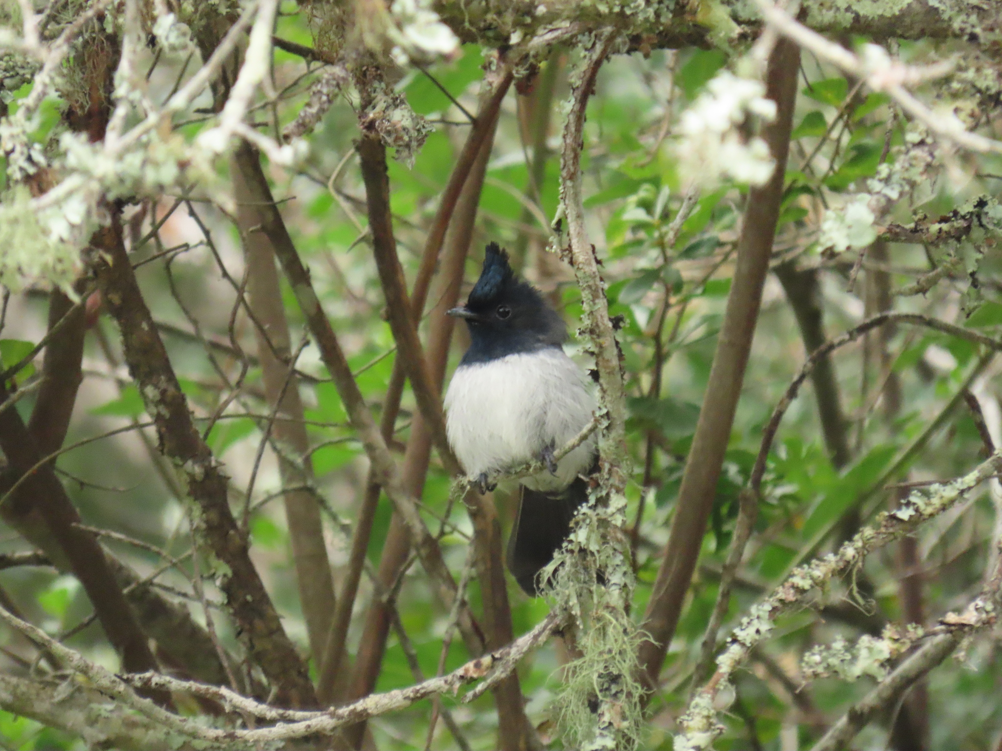 Blue-mantled Crested Flycatcher (Trochocercus cyanomelas), photo 8