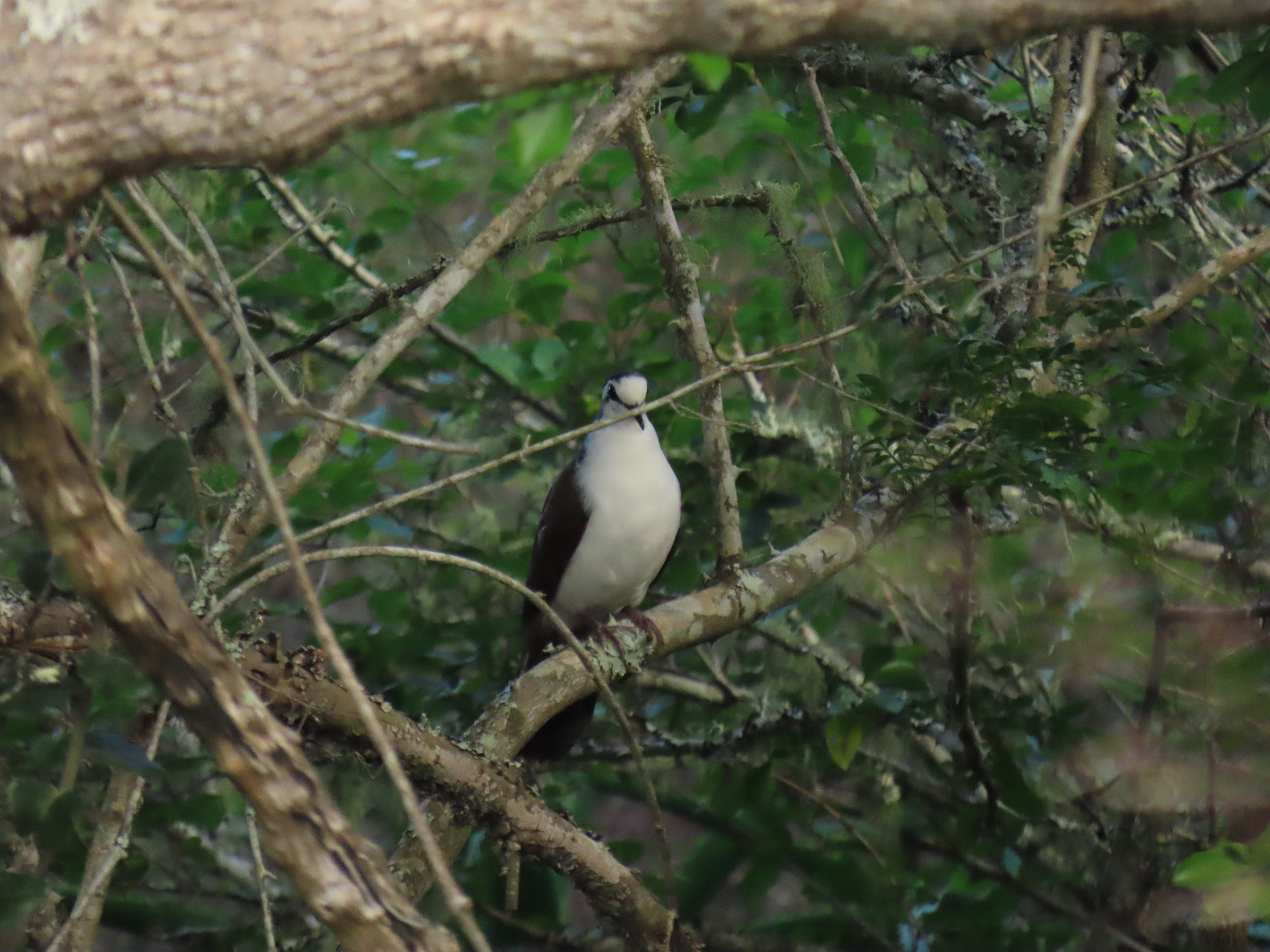 Tambourine Dove (Turtur tympanistria), photo 5