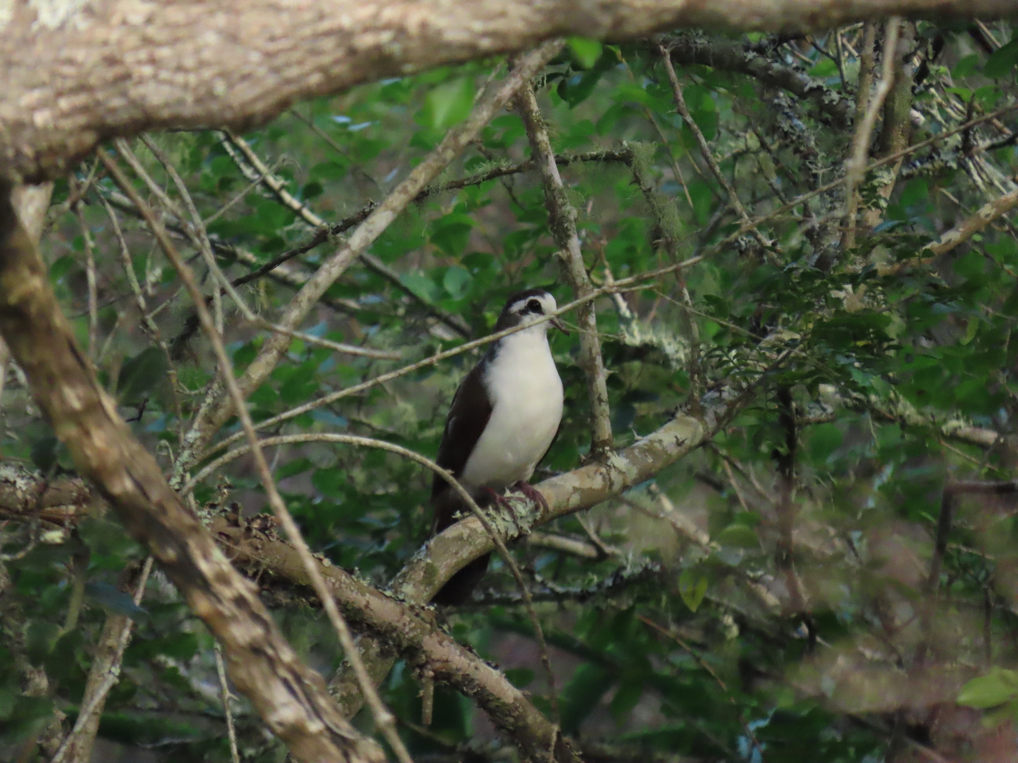 Tambourine Dove (Turtur tympanistria), photo 6