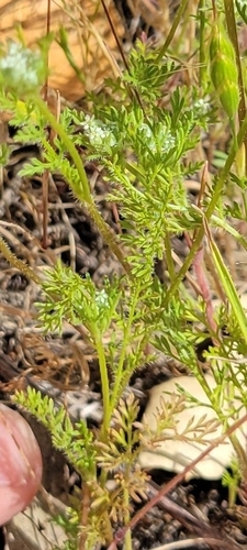 iNaturalist observation photo of Chervils, Carrots, Hedgeparsleys and Allies