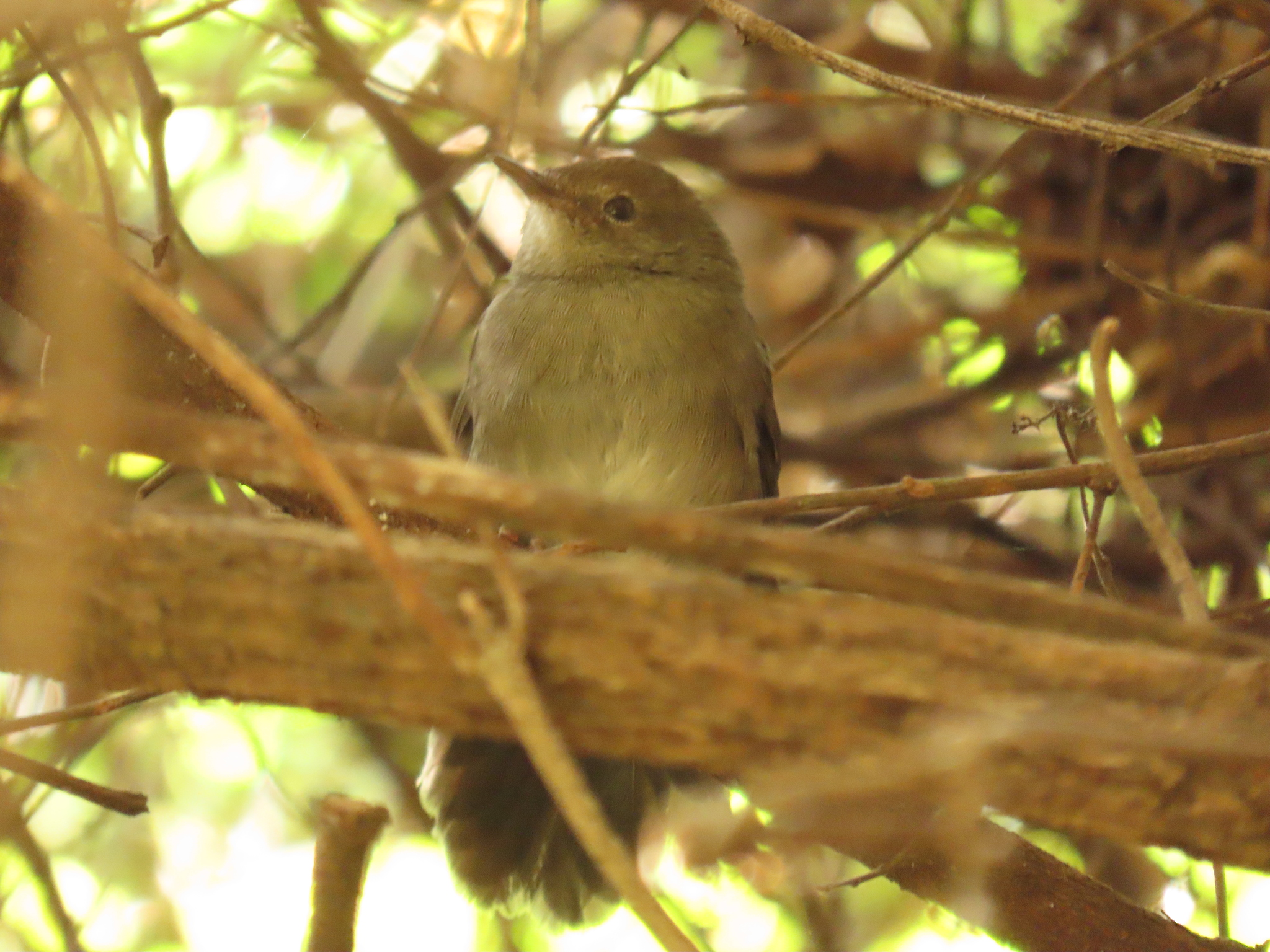 Knysna Warbler (Bradypterus sylvaticus), photo 6