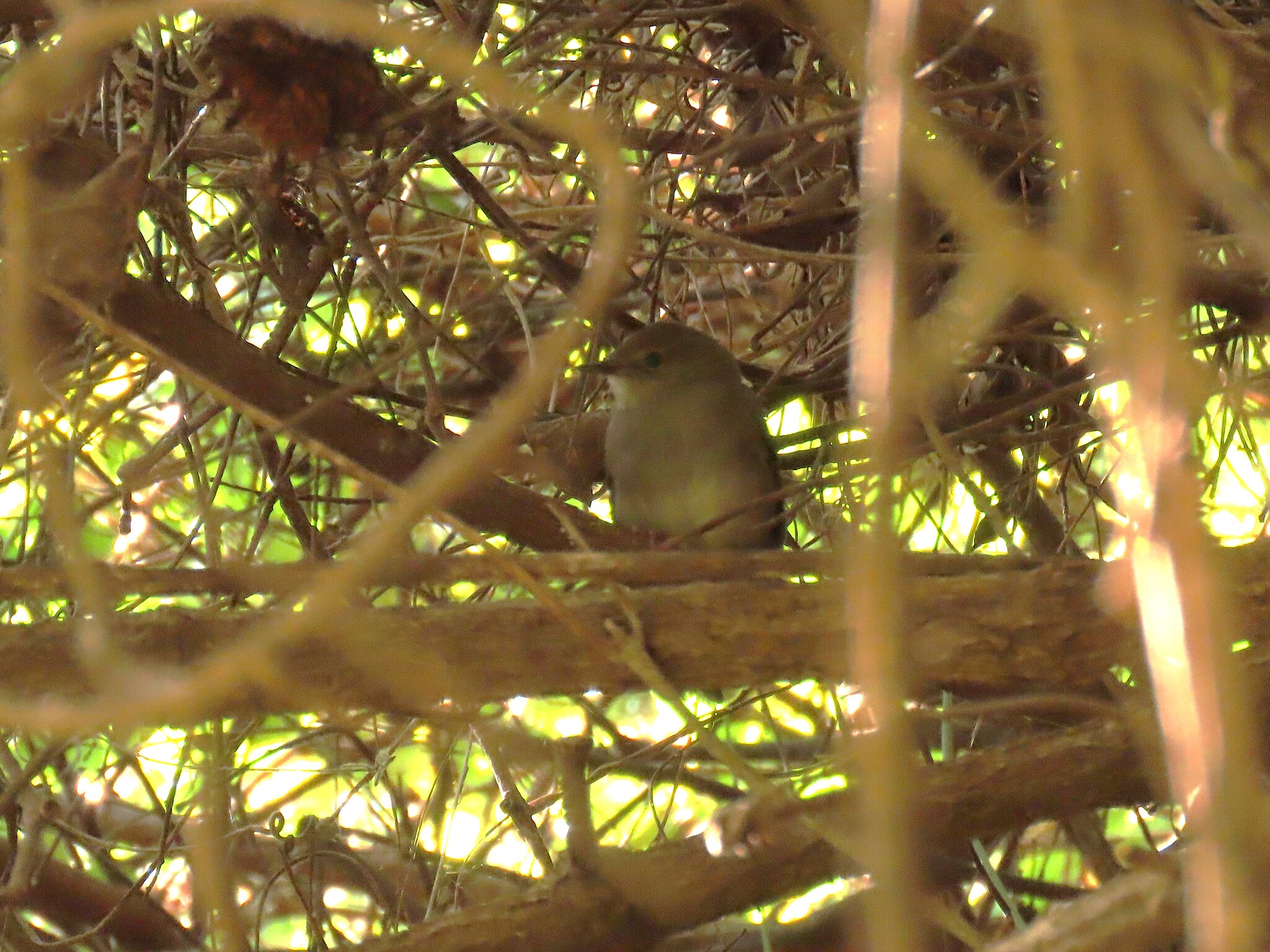 Knysna Warbler (Bradypterus sylvaticus), photo 7